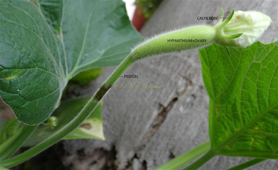  Female Flower